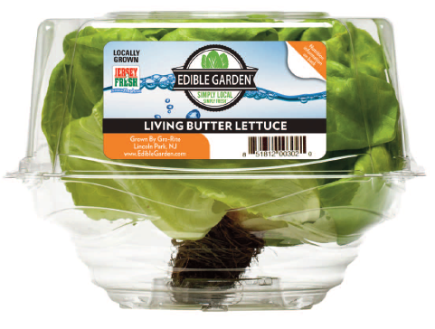 living lettuce
